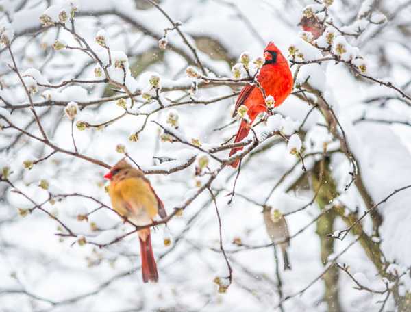cardinals in winter 