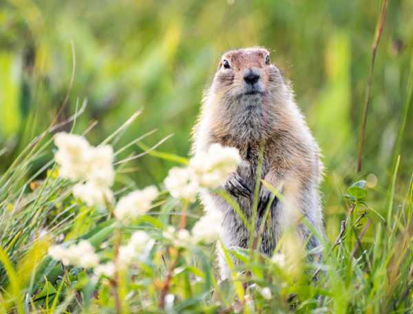 Fluffy groundhog standing in a meadow 