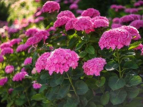 Lush pink hydrangea bush 