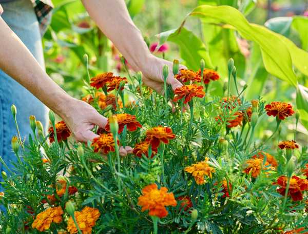 Marigolds in the garden