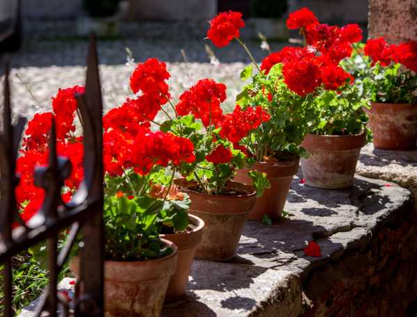 Potted geraniums on the front stoop 